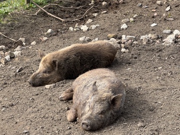 Pig – kune kune cross pigs – Sowerby Bridge