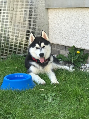 Siberian Husky – 8 month old Siberian Husky