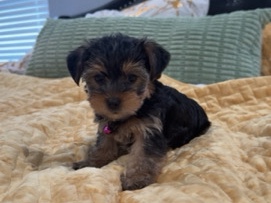 Yorkshire Terrier – Yorkie Puppies – Houston