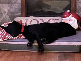 Labrador Retriever – loving black lab – Washington