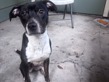 sweet girl – San Antonio