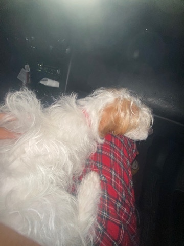 Jack Russell Terrier – Meet Bailey