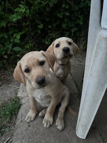 Labrador Retriever – Labrador Puppies Ready to Leave