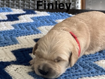 Golden Retriever – Rehoming for Finley