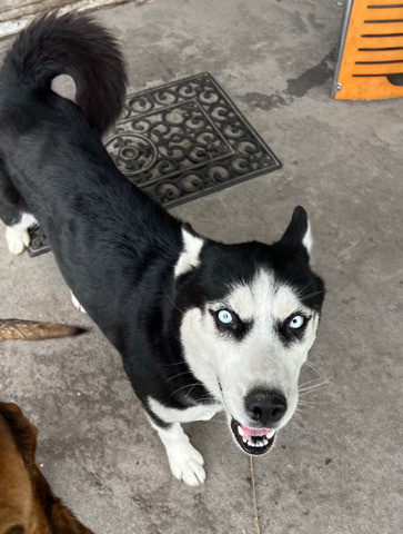 Siberian Husky – Siberian husky