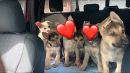 German Shepherd – Purebred German Shepherd puppies