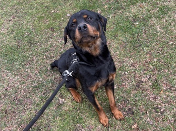 Rottweiler – purebred young Rottweiler – Cleveland