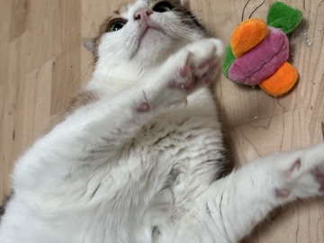 Image of European Shorthair