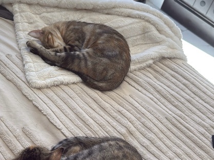American Shorthair – Mom & Daughter Duo – Scottsdale