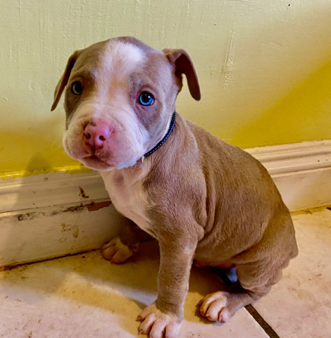 American Pit Bull Terrier – Pitbull XXL