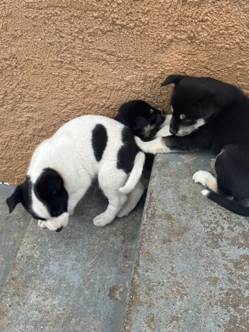 Labrador Husky – free puppies