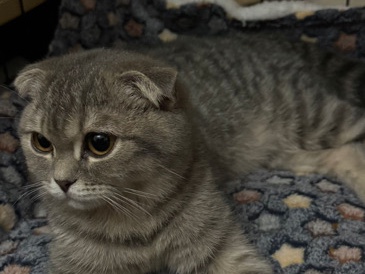 Scottish Fold – للتبني بشكل عاجل for adoption – Dubai
