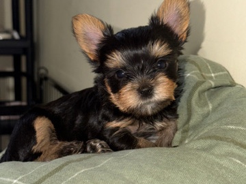Yorkshire Terrier - A beautiful Three yokie girls for sale available for adoption in London