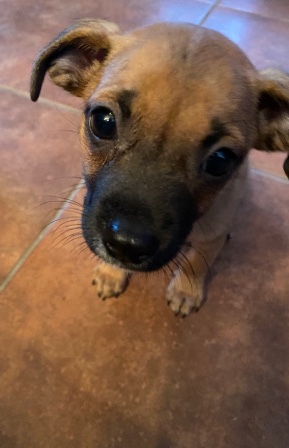 Chiweenie