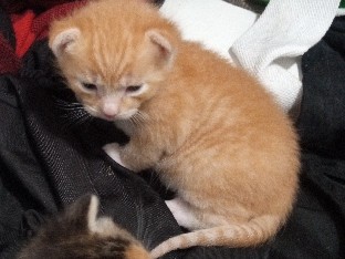 5 beautiful healthy kittens – Cleveland