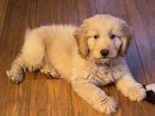 cockapoo