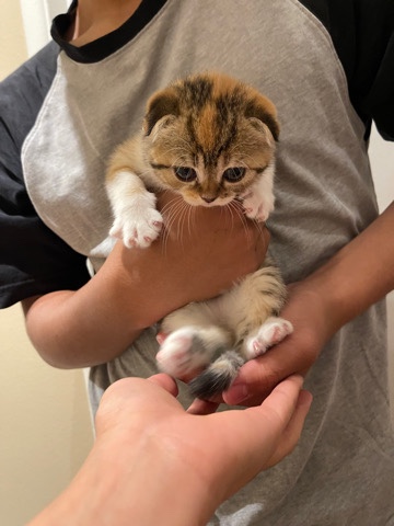 Scottish Fold – purebred scottishfold kitten 8w