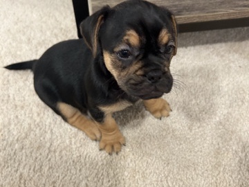 Mixed Breed – Frenchie/Yorkie Mix – Lutherville Timonium
