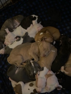 American Staffordshire Terrier – American staffordshire