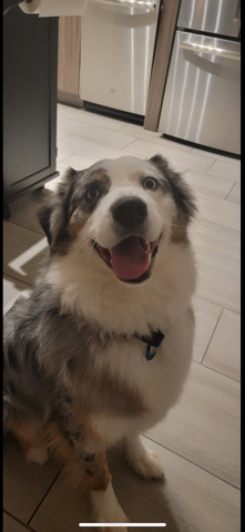Australian Shepherd – Australian shepherd “ Blue merle”