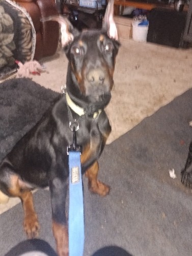 Doberman Pinscher – Male AKC Doberman Pinscher