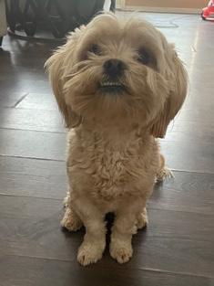 American Cocker Spaniel – Cockerpoo