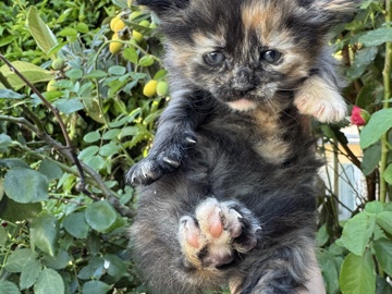 kittens for adoption – Sacramento