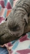 Cane Corso – cans corso puppies