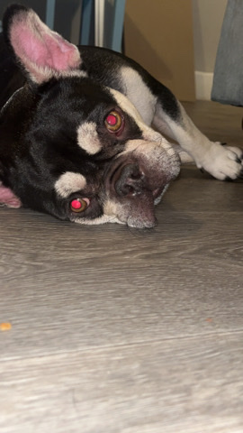 French Bulldog – French bulldog