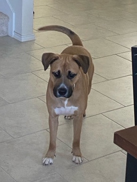 Staffy Mix for forever home
