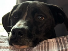 Labrador Retriever – Female lab mix – Waxahachie