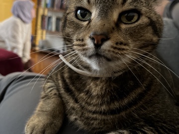 Abyssinian – Older cat needs good home – Richmond