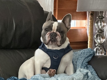 French Bulldog – French bulldog needs new home – San Diego