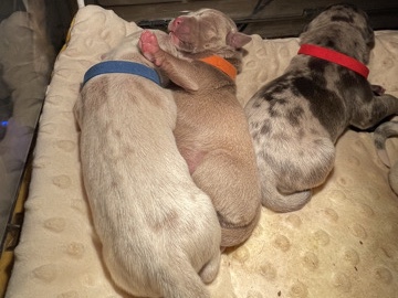 American Pit Bull Terrier – AKBC Registered American xl bullies for Sale! – Mobile