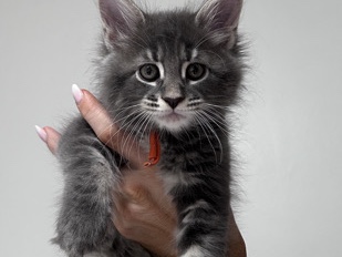 Maine Coon - blue Maine coon girl available for adoption in Hollywood