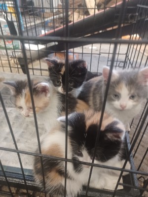 Calico  kittens  😸 – Akron