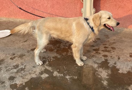 Golden Retriever – Golden Retriever