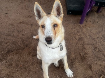 Siberian Husky – Super sweet dog needs new home – Mesa
