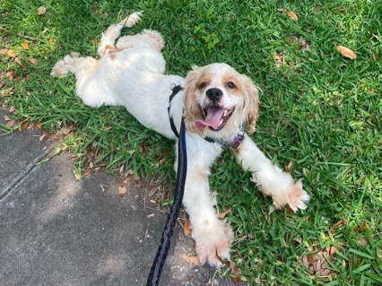 American cocker spaniel - male 