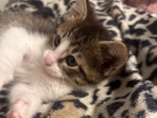 Russian White, Black and Tabby - Male Kitten available for adoption in Radcliff