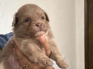 Pomeranian – Pomerianian puppies – Janesville