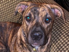 Boxer – looking for new home – Yucaipa
