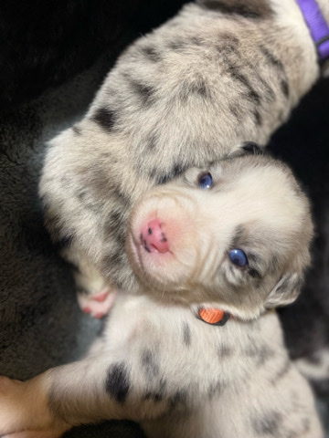 Australian Shepherd – AKC/ASDR Australian Shepherd puppy - #5 Male