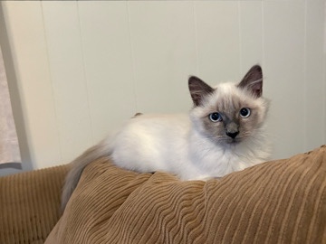 Balinese – cat needs a new home – Placerville