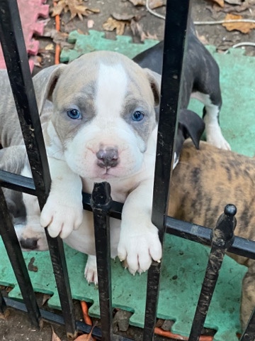 Cane Corso – Pitbull Puppies