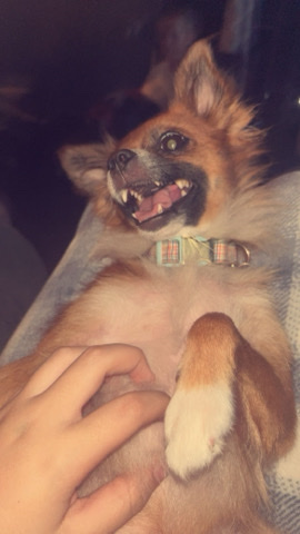 Chihuahua – Chi-Pom