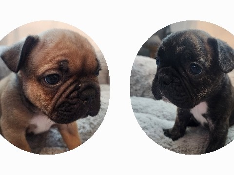 French Bulldog – French Bulldog Male puppies 🐶 – Tampa