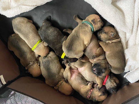 French Bulldog – French Bulldog pups