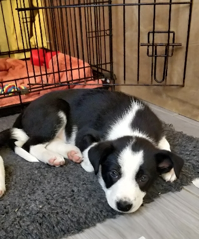 Border Collie – ISDS Registered Border Collie Puppies