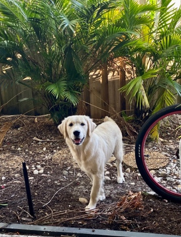 Golden Retriever – Beautiful Purebred Cream Retriever For Sale